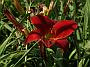 Hemerocallis Klaus Hadaschik